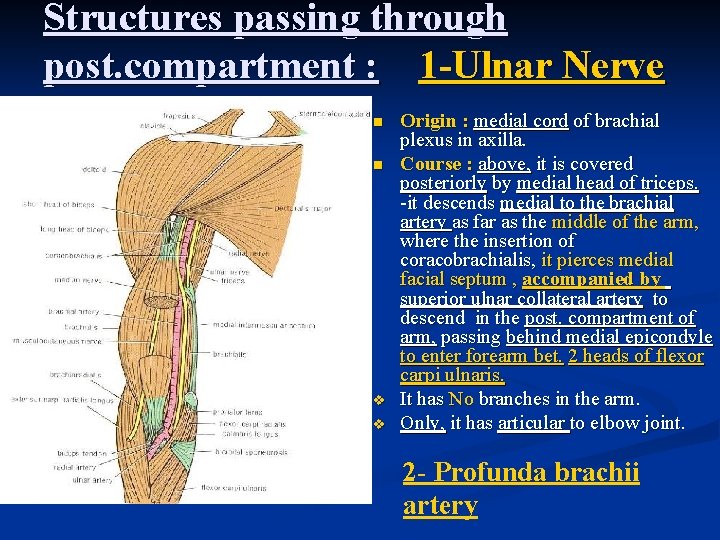 Structures passing through post. compartment : 1 -Ulnar Nerve n n v v Origin