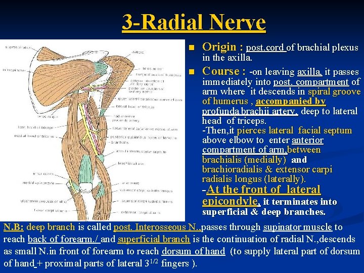 3 -Radial Nerve n Origin : post. cord of brachial plexus in the axilla.