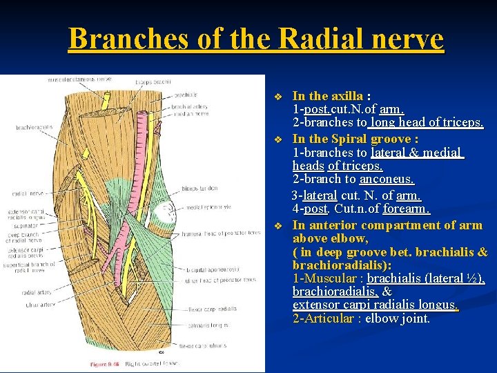 Branches of the Radial nerve v v v In the axilla : 1 -post.