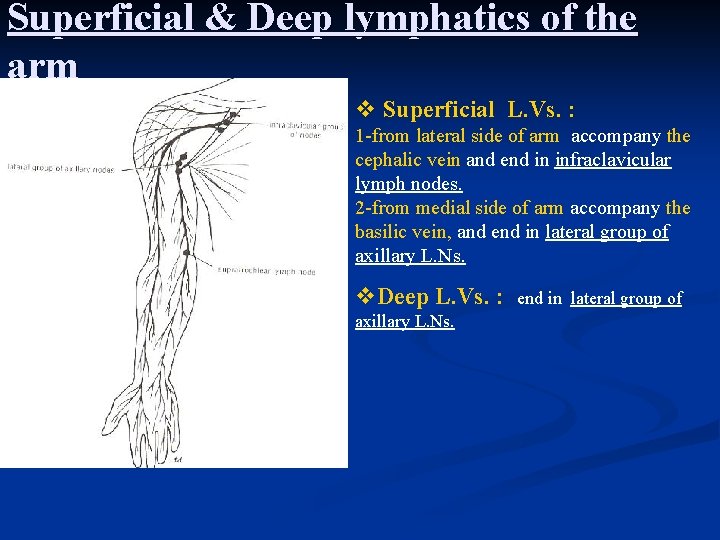 Superficial & Deep lymphatics of the arm v Superficial L. Vs. : 1 -from