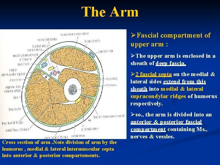 The Arm ØFascial compartment of upper arm : ØThe upper arm is enclosed in