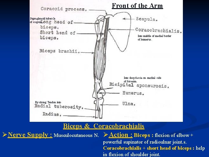 Front of the Arm Supraglenoid tubercle of scapula Into middle of medial border of