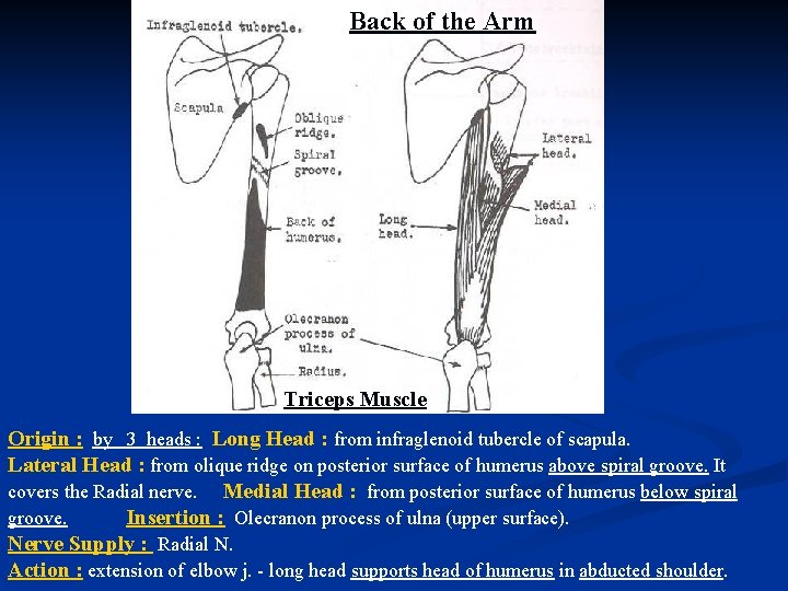 Back of the Arm Triceps Muscle Origin : by 3 heads : Long Head