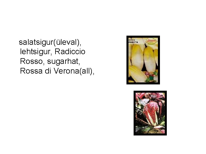 salatsigur(üleval), lehtsigur, Radiccio Rosso, sugarhat, Rossa di Verona(all), 