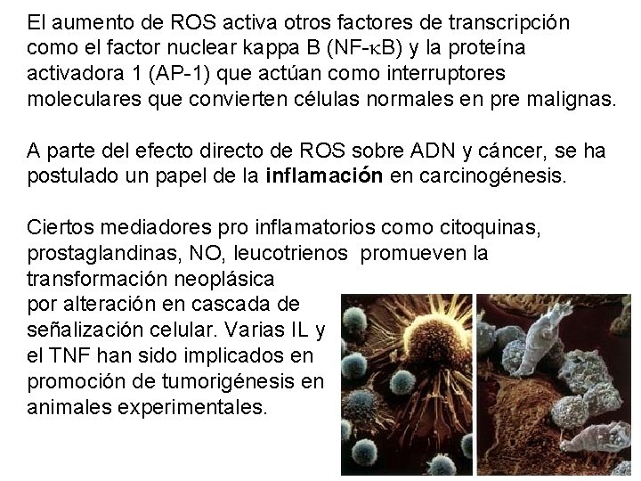 El aumento de ROS activa otros factores de transcripción como el factor nuclear kappa