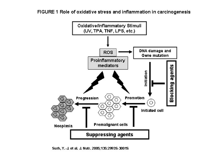 FIGURE 1 Role of oxidative stress and inflammation in carcinogenesis Surh, Y. -J. et