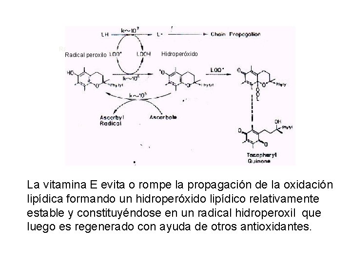 Radical peroxilo Hidroperóxido La vitamina E evita o rompe la propagación de la oxidación