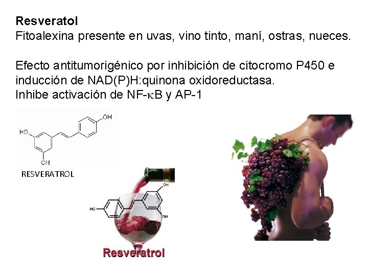 Resveratol Fitoalexina presente en uvas, vino tinto, maní, ostras, nueces. Efecto antitumorigénico por inhibición