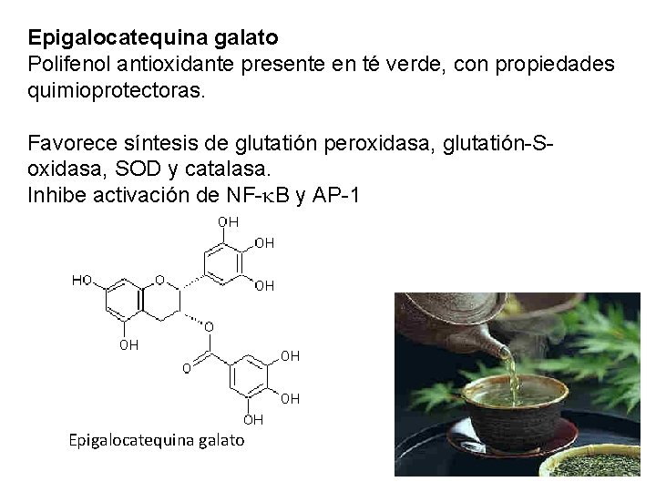 Epigalocatequina galato Polifenol antioxidante presente en té verde, con propiedades quimioprotectoras. Favorece síntesis de