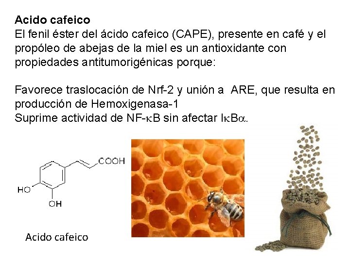 Acido cafeico El fenil éster del ácido cafeico (CAPE), presente en café y el