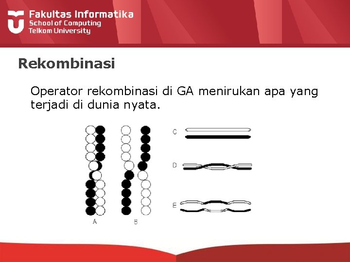 Rekombinasi Operator rekombinasi di GA menirukan apa yang terjadi di dunia nyata. 