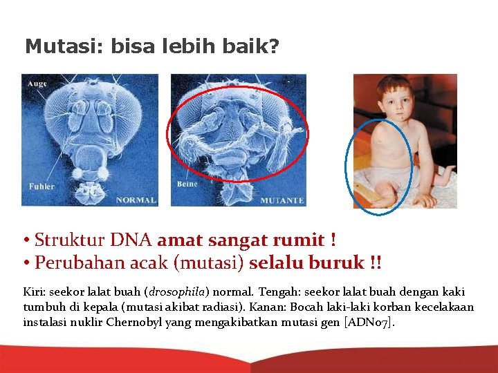 Mutasi: bisa lebih baik? • Struktur DNA amat sangat rumit ! • Perubahan acak