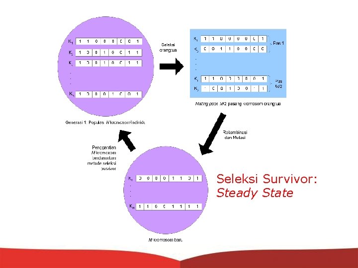 Seleksi Survivor: Steady State 