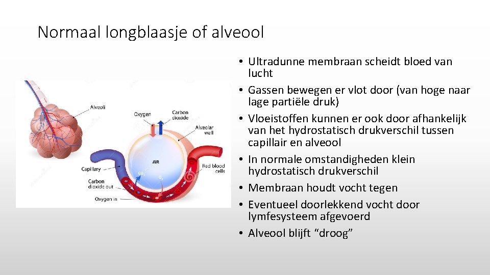 Normaal longblaasje of alveool • Ultradunne membraan scheidt bloed van lucht • Gassen bewegen