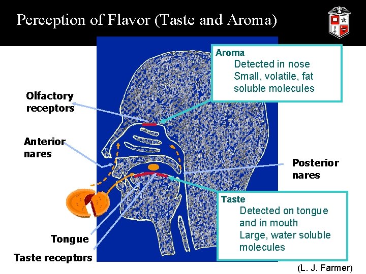 Perception of Flavor (Taste and Aroma) Aroma Olfactory receptors Detected in nose Small, volatile,