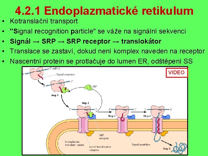 4. 2. 1 Endoplazmatické retikulum • • • Kotranslační transport "Signal recognition particle" se