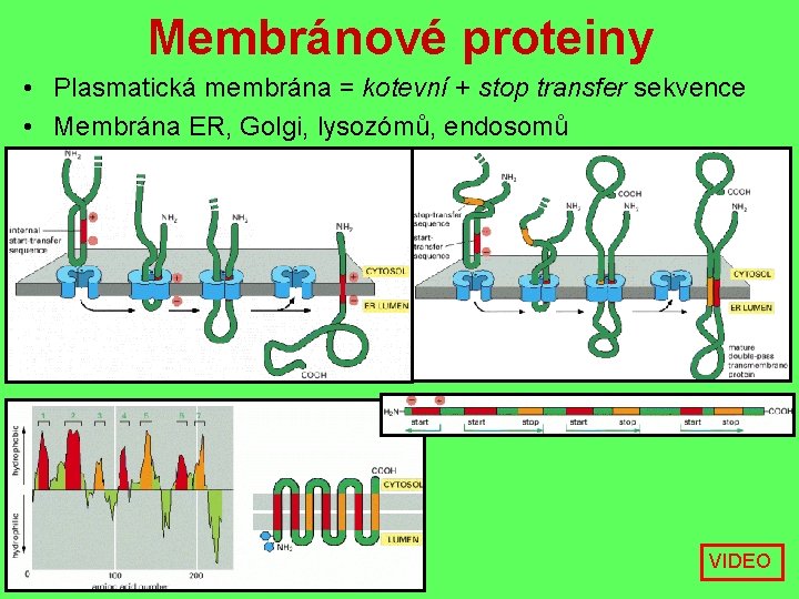 Membránové proteiny • Plasmatická membrána = kotevní + stop transfer sekvence • Membrána ER,