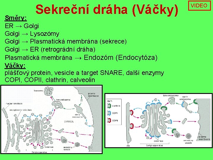 Sekreční dráha (Váčky) Směry: ER → Golgi → Lysozómy Golgi → Plasmatická membrána (sekrece)