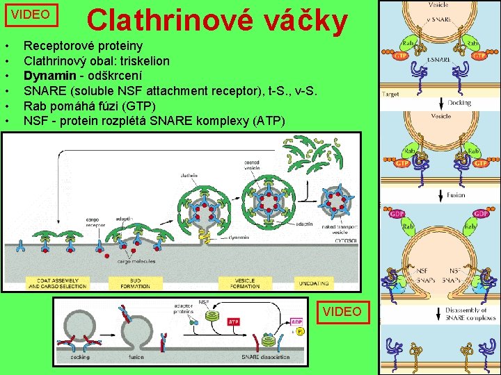 VIDEO • • • Clathrinové váčky Receptorové proteiny Clathrinový obal: triskelion Dynamin - odškrcení