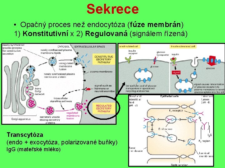 Sekrece • Opačný proces než endocytóza (fúze membrán) 1) Konstitutivní x 2) Regulovaná (signálem