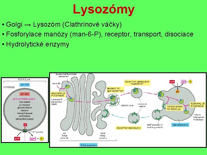 Lysozómy • Golgi → Lysozóm (Clathrinové váčky) • Fosforylace manózy (man-6 -P), receptor, transport,