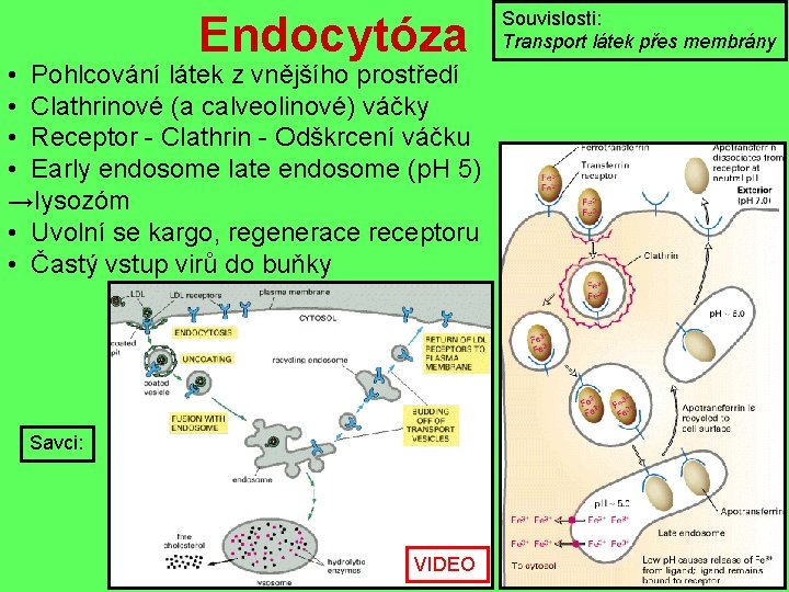 Endocytóza • Pohlcování látek z vnějšího prostředí • Clathrinové (a calveolinové) váčky • Receptor