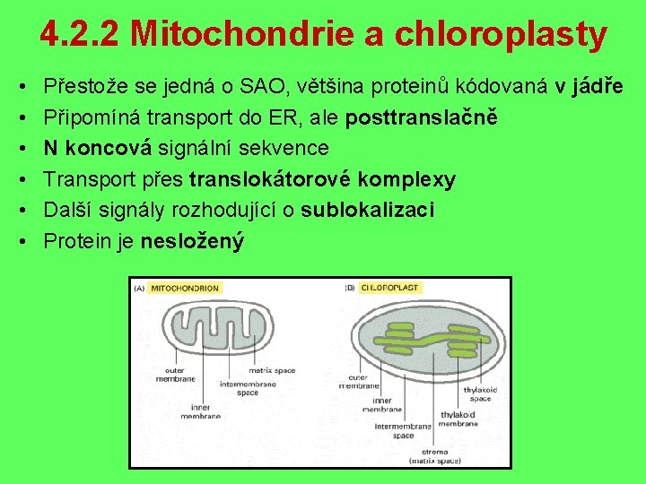 4. 2. 2 Mitochondrie a chloroplasty • • • Přestože se jedná o SAO,