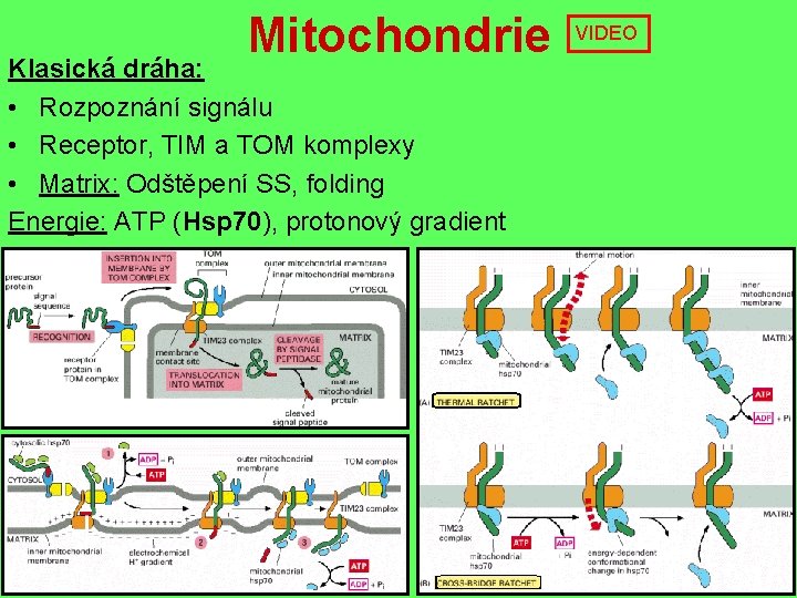 Mitochondrie Klasická dráha: • Rozpoznání signálu • Receptor, TIM a TOM komplexy • Matrix: