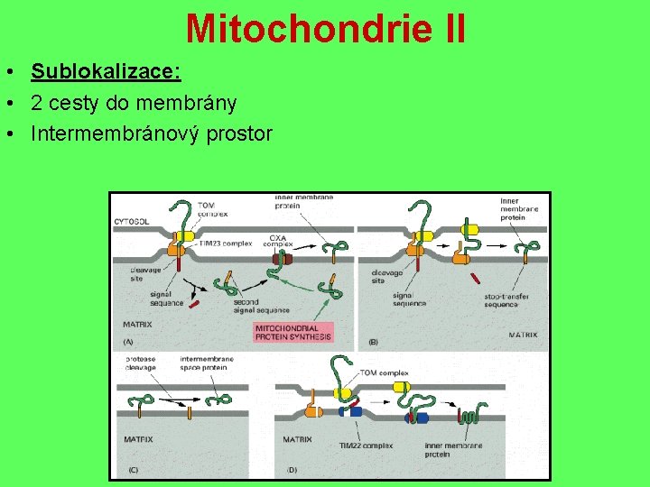 Mitochondrie II • Sublokalizace: • 2 cesty do membrány • Intermembránový prostor 