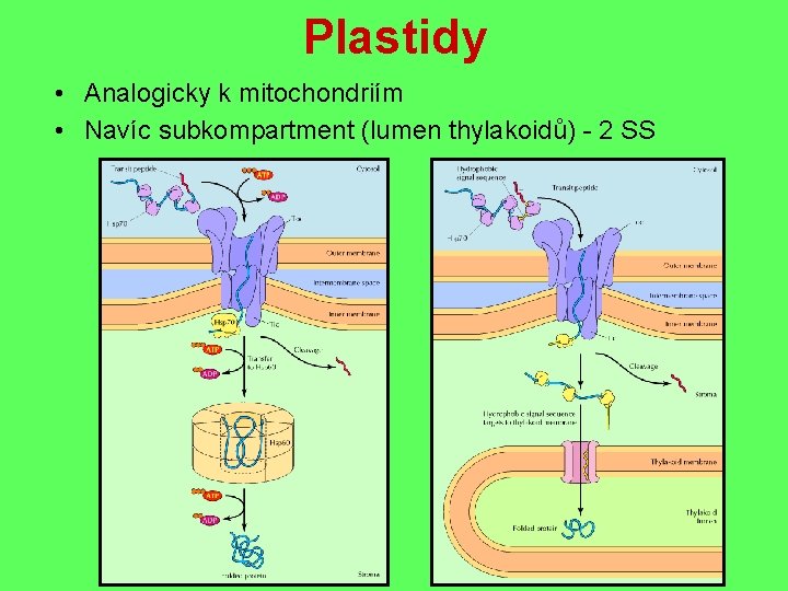 Plastidy • Analogicky k mitochondriím • Navíc subkompartment (lumen thylakoidů) - 2 SS 