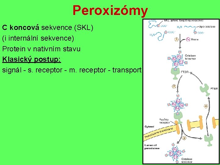Peroxizómy C koncová sekvence (SKL) (i internální sekvence) Protein v nativním stavu Klasický postup: