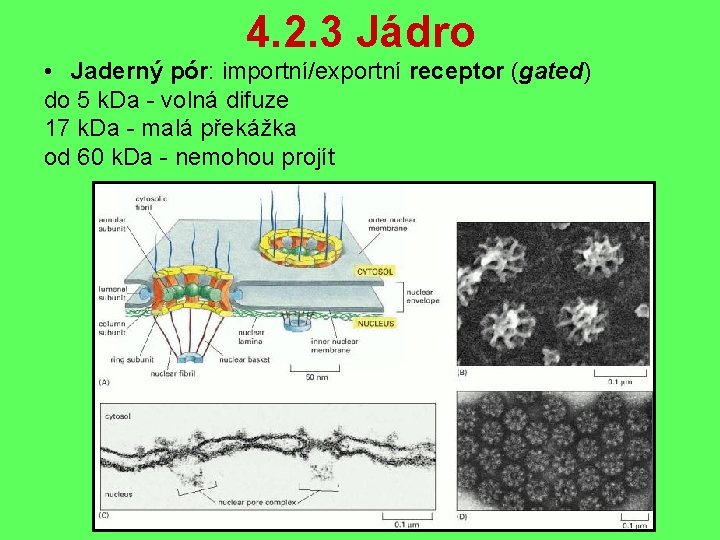 4. 2. 3 Jádro • Jaderný pór: importní/exportní receptor (gated) do 5 k. Da