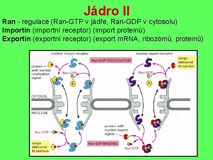 Jádro II Ran - regulace (Ran-GTP v jádře, Ran-GDP v cytosolu) Importin (importní receptor)
