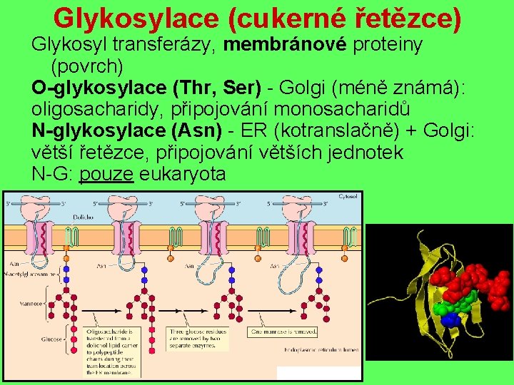 Glykosylace (cukerné řetězce) Glykosyl transferázy, membránové proteiny (povrch) O-glykosylace (Thr, Ser) - Golgi (méně
