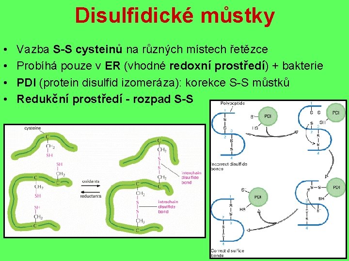 Disulfidické můstky • • Vazba S-S cysteinů na různých místech řetězce Probíhá pouze v