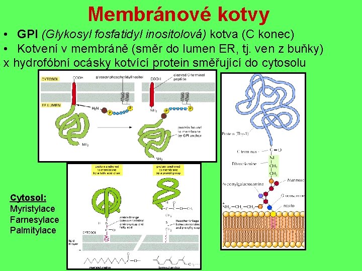 Membránové kotvy • GPI (Glykosyl fosfatidyl inositolová) kotva (C konec) • Kotvení v membráně