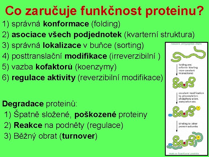 Co zaručuje funkčnost proteinu? 1) správná konformace (folding) 2) asociace všech podjednotek (kvarterní struktura)