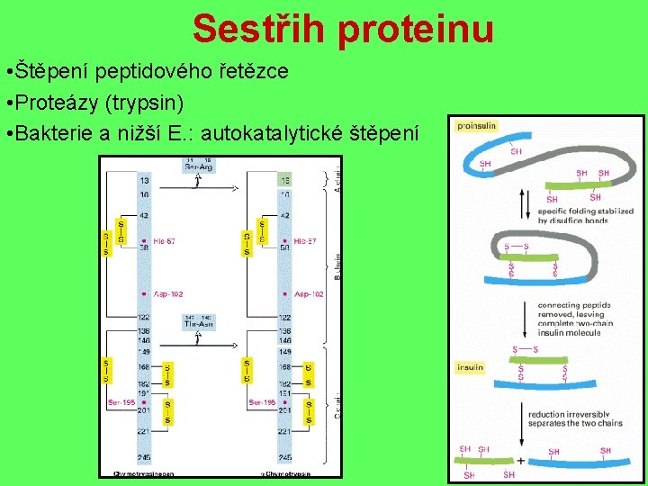 Sestřih proteinu • Štěpení peptidového řetězce • Proteázy (trypsin) • Bakterie a nižší E.