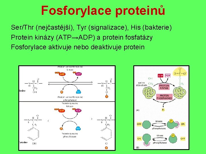 Fosforylace proteinů Ser/Thr (nejčastější), Tyr (signalizace), His (bakterie) Protein kinázy (ATP→ADP) a protein fosfatázy