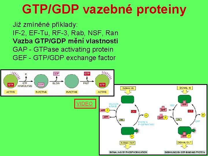 GTP/GDP vazebné proteiny Již zmíněné příklady: IF-2, EF-Tu, RF-3, Rab, NSF, Ran Vazba GTP/GDP