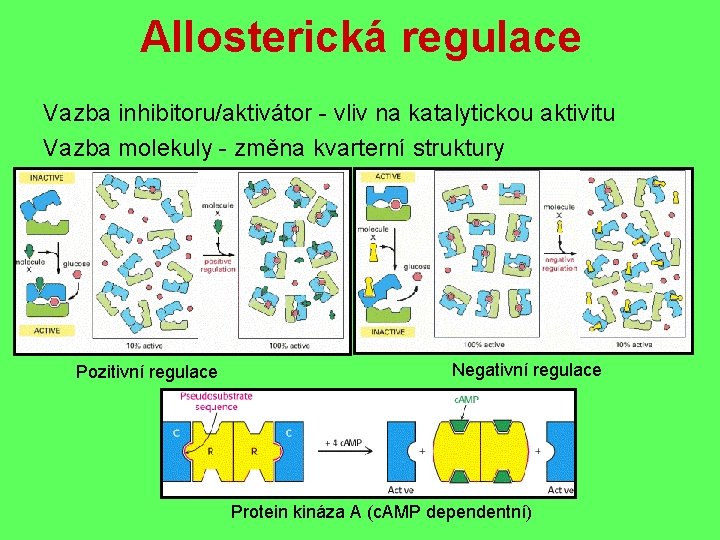 Allosterická regulace Vazba inhibitoru/aktivátor - vliv na katalytickou aktivitu Vazba molekuly - změna kvarterní