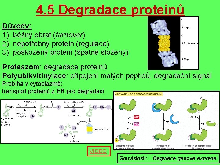 4. 5 Degradace proteinů Důvody: 1) běžný obrat (turnover) 2) nepotřebný protein (regulace) 3)