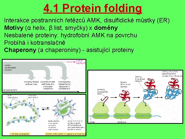 4. 1 Protein folding Interakce postranních řetězců AMK, disulfidické můstky (ER) Motivy (α helix,
