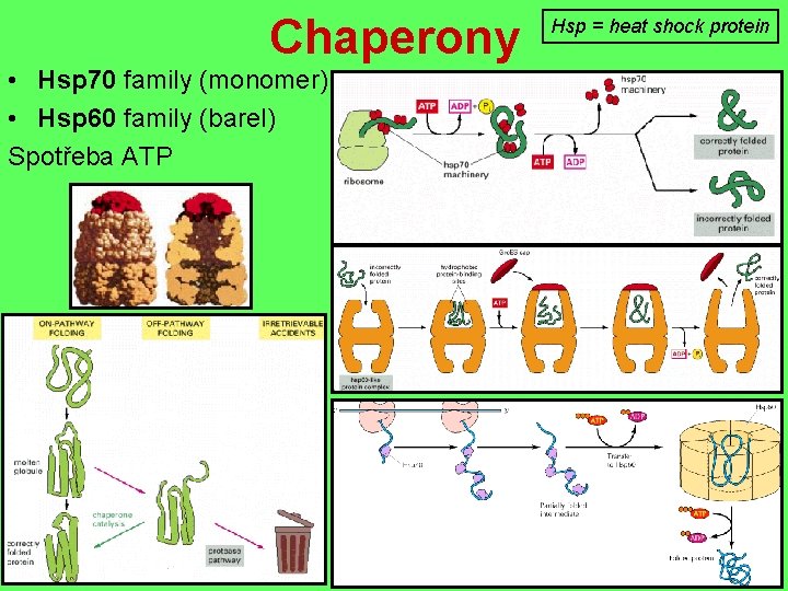 Chaperony • Hsp 70 family (monomer) • Hsp 60 family (barel) Spotřeba ATP Hsp