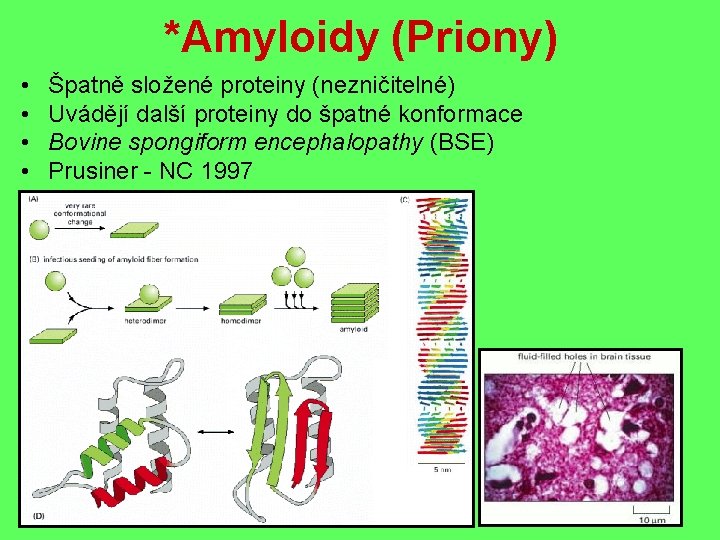 *Amyloidy (Priony) • • Špatně složené proteiny (nezničitelné) Uvádějí další proteiny do špatné konformace