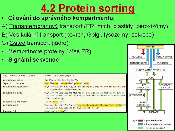 4. 2 Protein sorting • Cílování do správného kompartmentu: A) Transmembránový transport (ER, mtch,