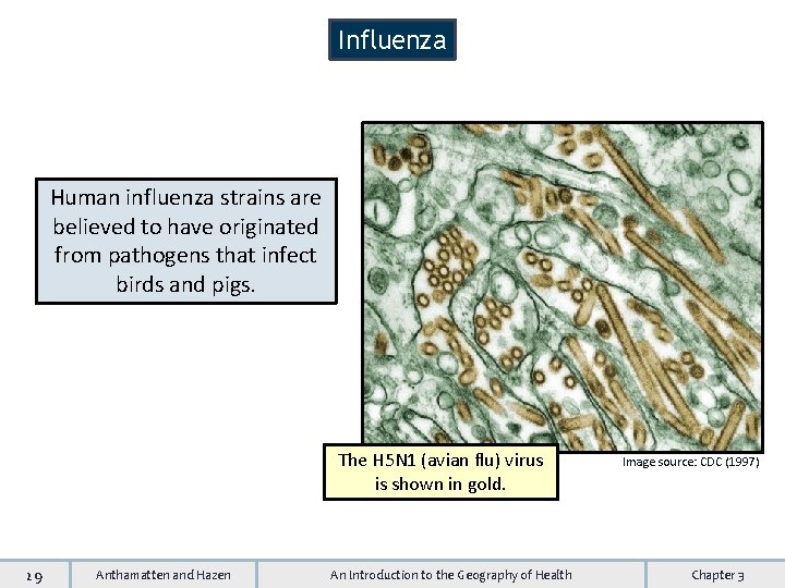 Influenza Human influenza strains are believed to have originated from pathogens that infect birds