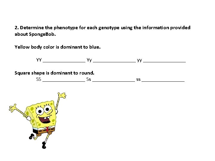 2. Determine the phenotype for each genotype using the information provided about Sponge. Bob.