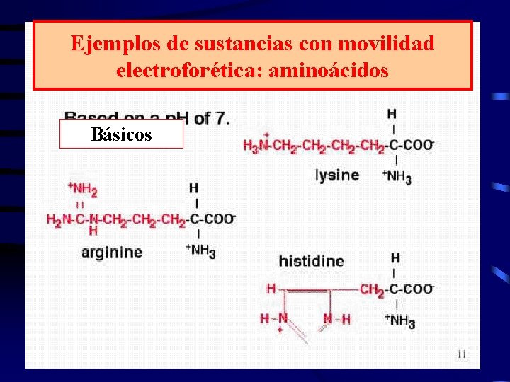 Ejemplos de sustancias con movilidad electroforética: aminoácidos Básicos 