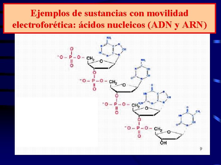 Ejemplos de sustancias con movilidad electroforética: ácidos nucleicos (ADN y ARN) 